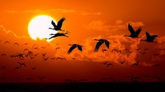 a flock of birds flying in front of the sun