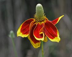 a red and yellow flower with green leaves