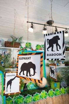 there are several signs hanging from the ceiling in this room that say elephant and giraffe