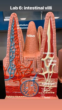 an image of the inside of a human body with labels on it and labeled in red