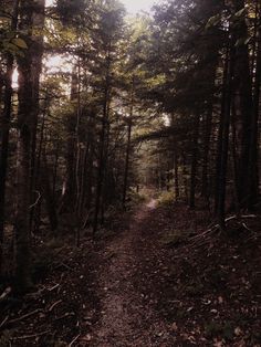 a path in the woods with lots of trees