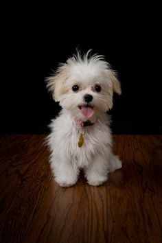 a small white dog sitting on top of a wooden floor next to a black background