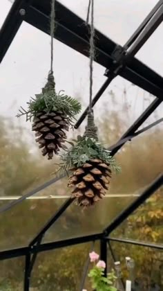 two pine cones hanging from the ceiling in a greenhouse