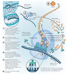 a diagram shows the steps in which plants grow