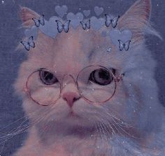 a white cat wearing glasses and a tiara with hearts on it's head