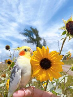 a bird perched on top of a sunflower next to a person's hand