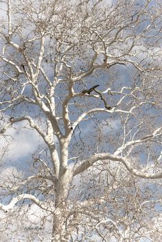 two birds are perched on the branches of a large white tree in front of a blue sky