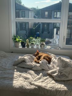 an orange cat sleeping on top of a bed in front of a window with potted plants