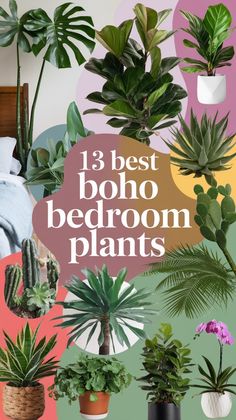 the 13 best boho bedroom plants to grow in your houseplant home decor