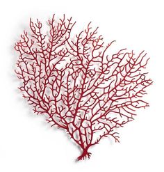 a red coral on a white background