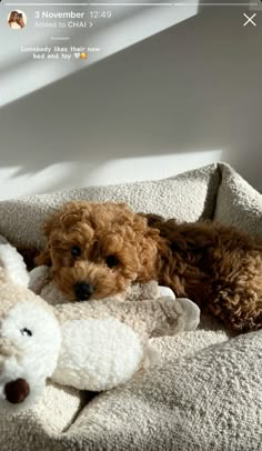 two dogs are laying on a bed with stuffed animals