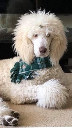 a white poodle is wearing a green scarf and laying on the floor next to a fireplace