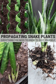 some plants that are growing in dirt and dirt with the words propagating snake plants everything you need to know to do it yourself