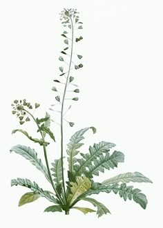 an illustration of a plant with leaves and flowers