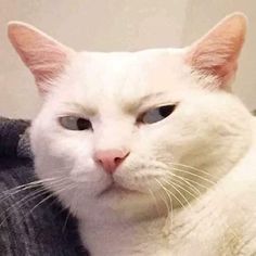 a white cat with blue eyes sitting on someone's lap and looking at the camera