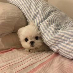 a small white dog laying under a blanket on top of a bed with pillows and blankets