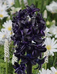 purple and white flowers are growing in the grass