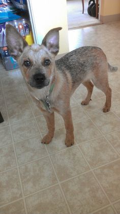 a small dog standing on top of a kitchen floor