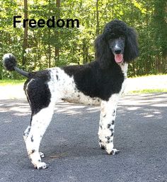 a black and white poodle standing in the middle of a road with trees behind it