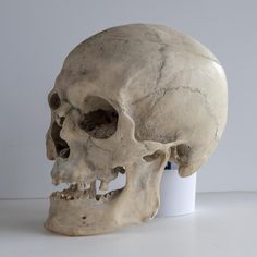 a human skull sitting on top of a table next to a paint can stock photo