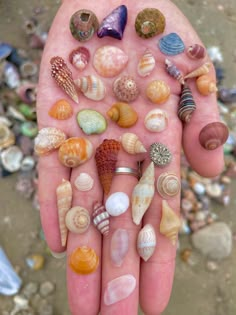 repost from #小红书 #xiaohongshu Shell Animals, Ocean Treasures, Summer Pictures, Beach Girl, Summer Aesthetic, Summer Time, Little Things