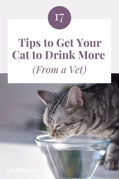 a cat drinking water from a bowl with the words 17 tips to get your cat to drink more from a vet