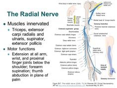 Aries Spring, Peripheral Nervous System