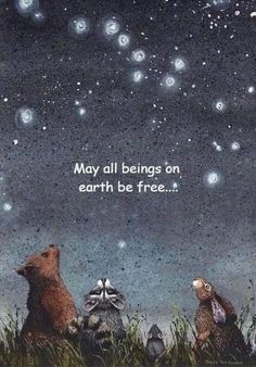 two raccoons looking up at the stars in the night sky with an inspirational quote