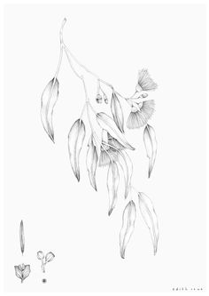 a black and white drawing of flowers hanging from a tree branch with leaves on it