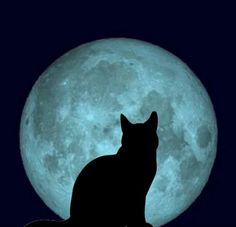 a black cat sitting in front of a full moon