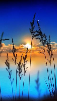 the sun is setting behind some tall grass by the water's edge in this artistic photo