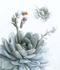 a drawing of a white flower with two flowers in the middle and one on the other side