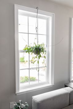 a living room with two windows and a plant hanging from the window sill in front of it