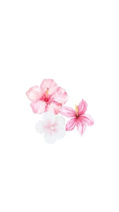 two pink and white flowers on a white background