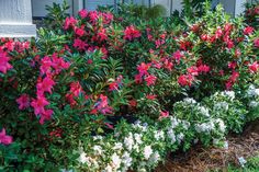 many different types of flowers in front of a house with white trimmings and green leaves