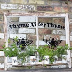 some plants are growing in pots on a window sill with the words thyme after thyme