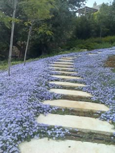 the steps are lined with blue flowers in the garden, and there is no image on it