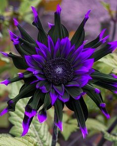 a purple flower with green leaves around it