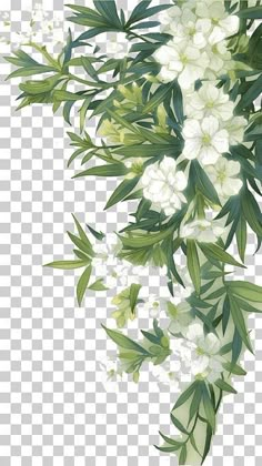 white flowers and green leaves on a transparent background png clipart free for personal use