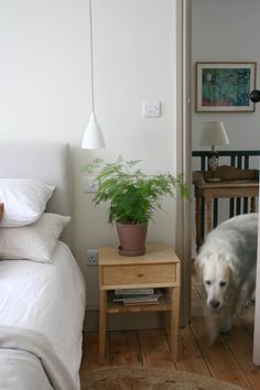 a white dog walking through a bedroom next to a table with a potted plant on it