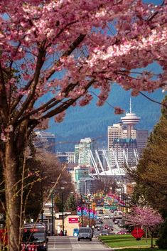 cars are parked on the street in front of cherry blossom trees and tall city buildings