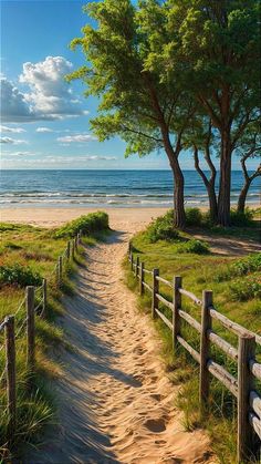 the path to the beach is lined with trees