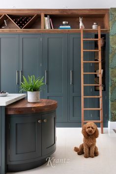 a brown dog sitting on the floor in front of a kitchen with blue cabinets and ladder