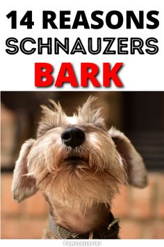 In this post you’ll discover the 14 most common reasons why schnauzers bark so much, what their barking means in different situations as well as 4 helpful anti-barking tips. Tip #4 might be difficult but is absolutely necessary. Brown Schnauzer Puppy, Brown Schnauzer, Mini Schnauzer Puppies, Schnauzer Puppy, Schnauzer Dogs, Dog Info, Dog Rules