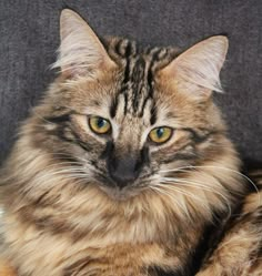 a close up of a cat laying on a couch