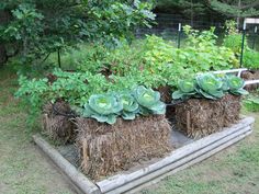 a garden filled with lots of green plants and straw bales on top of each other