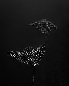 two black and white umbrellas floating in the air with polka dot designs on them