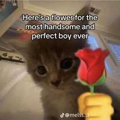 there is a kitten that has a flower in it's hand and the caption reads heres a flower for the prettiest girl in the entire universe