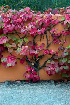 Fit more color into the garden by sending plants sky highThese are the 10 best climbing plants to cover wallsfencesand archways with beautiful foliage and flowers Climbing Plants Fence, Best Climbing Plants, Climbing Plants Trellis, Blue Passion Flower, Plants For Small Gardens, Climber Plants, Flower Trellis