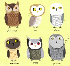 an image of owls that are all different colors